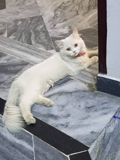 Persian Male Cat - Healthy & Playful Kitten`