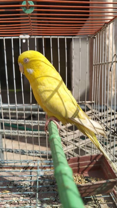one yellow red eye under saiz bridar female for sale