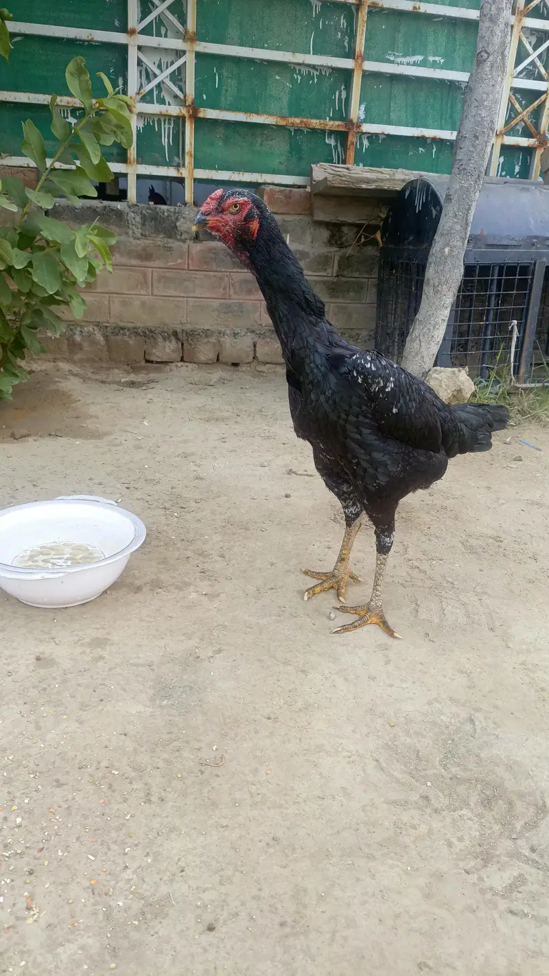 Oh Shamo Female and White Chick — photo 2