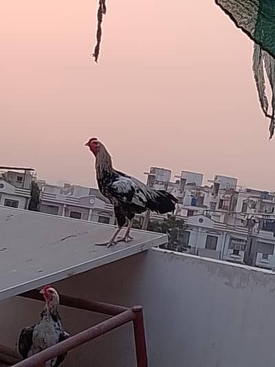 desi murgha