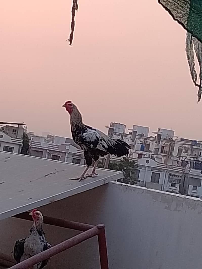 desi murgha 0