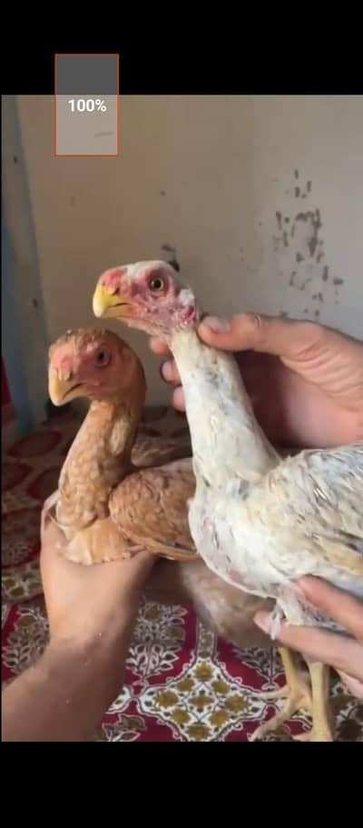 Parrot Beak