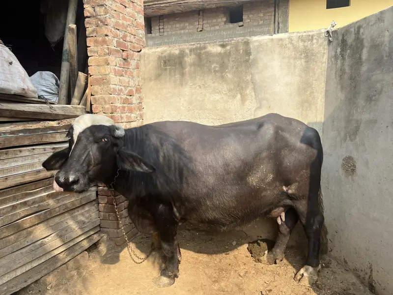Buffalo