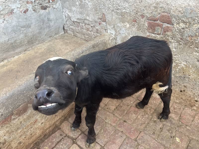 Buffalo 1