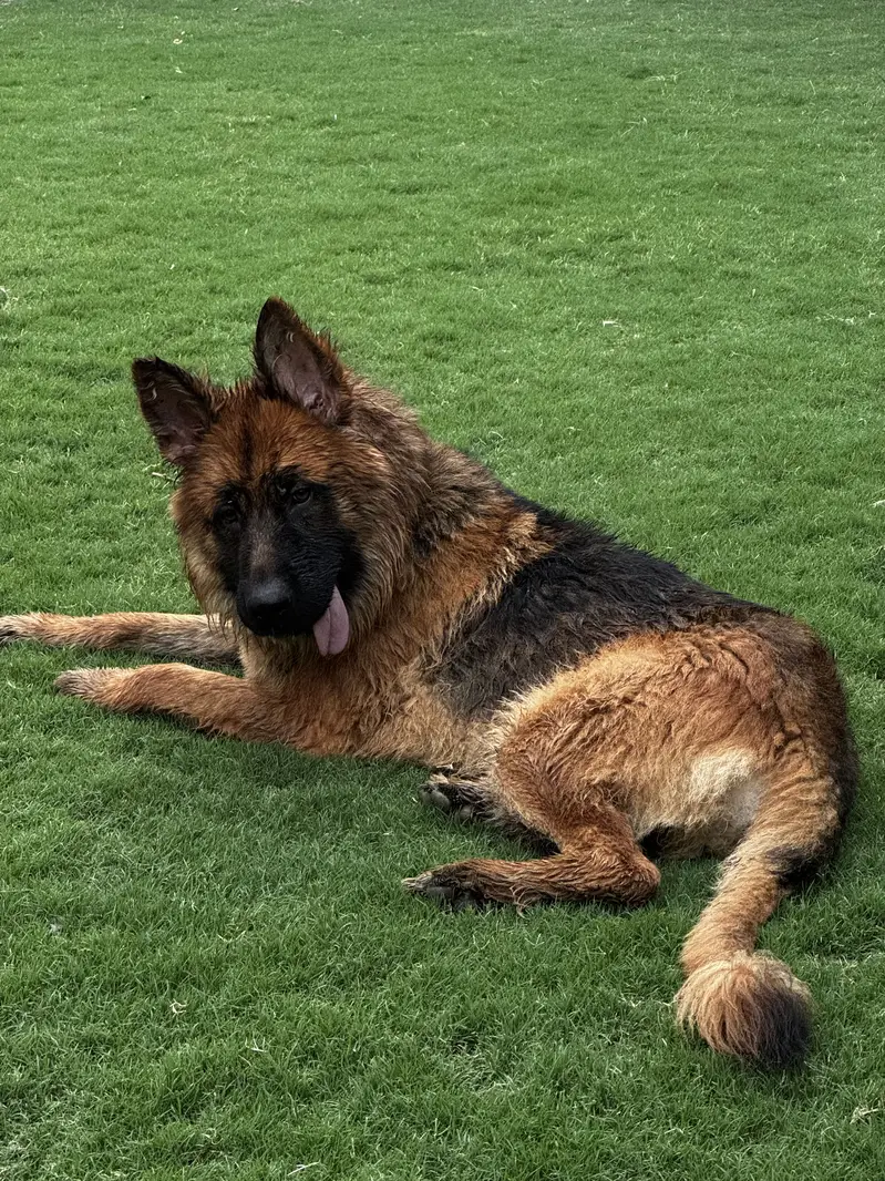 German shephard Long coat — photo 2