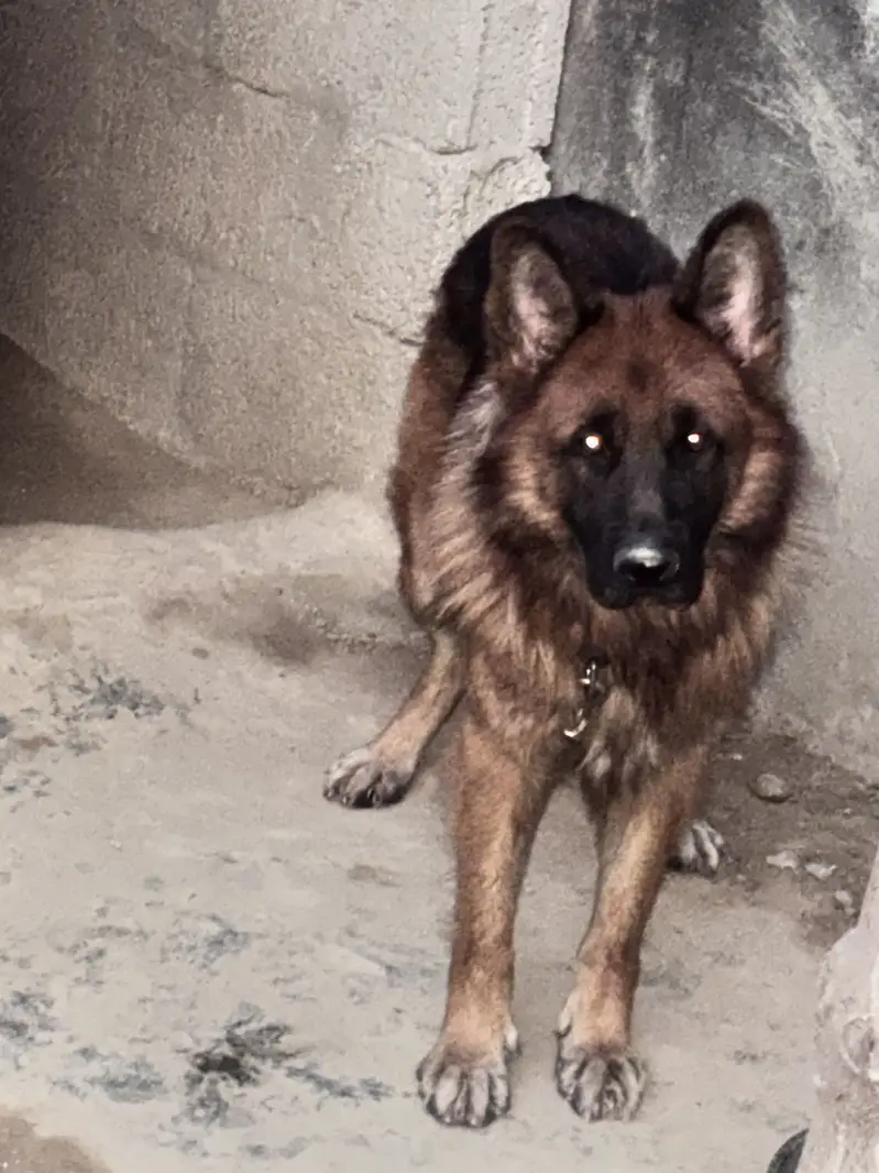 German shephard Long coat — photo 3