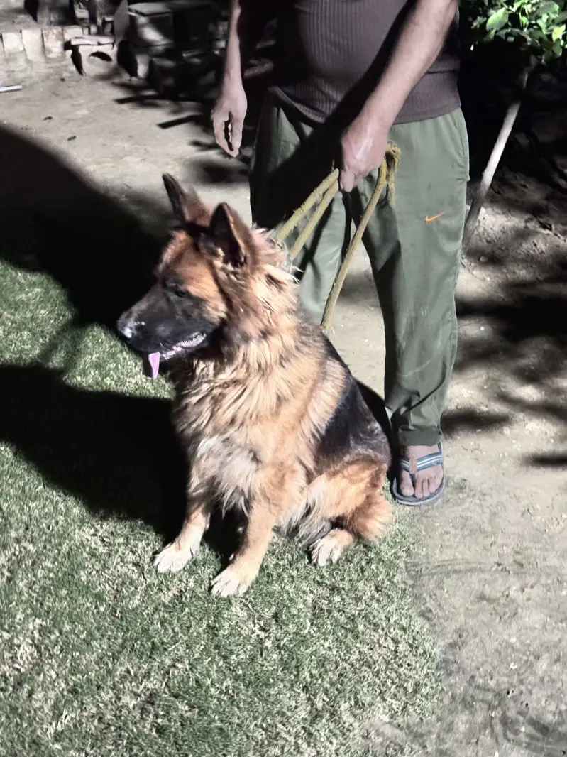 German shephard Long coat — photo 4
