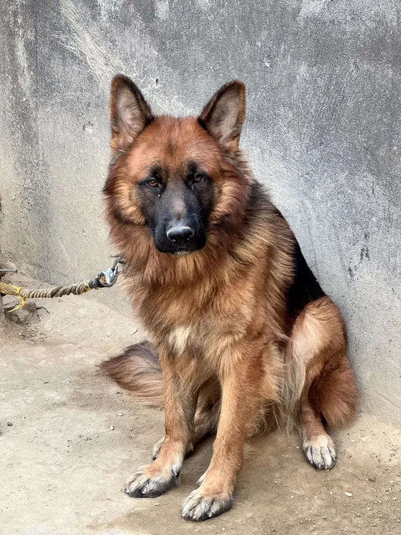 German shephard Long coat — photo 5