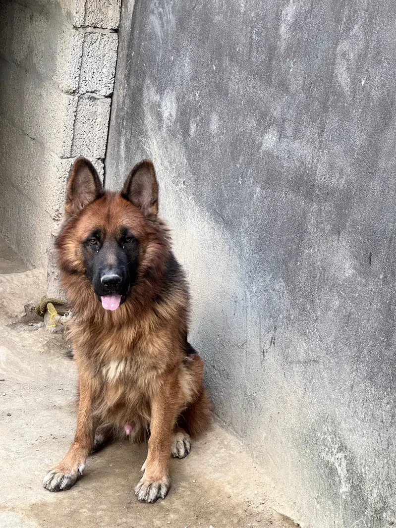 German shephard Long coat — photo 6