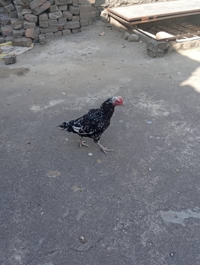 Aseel Mia wali Female for sale