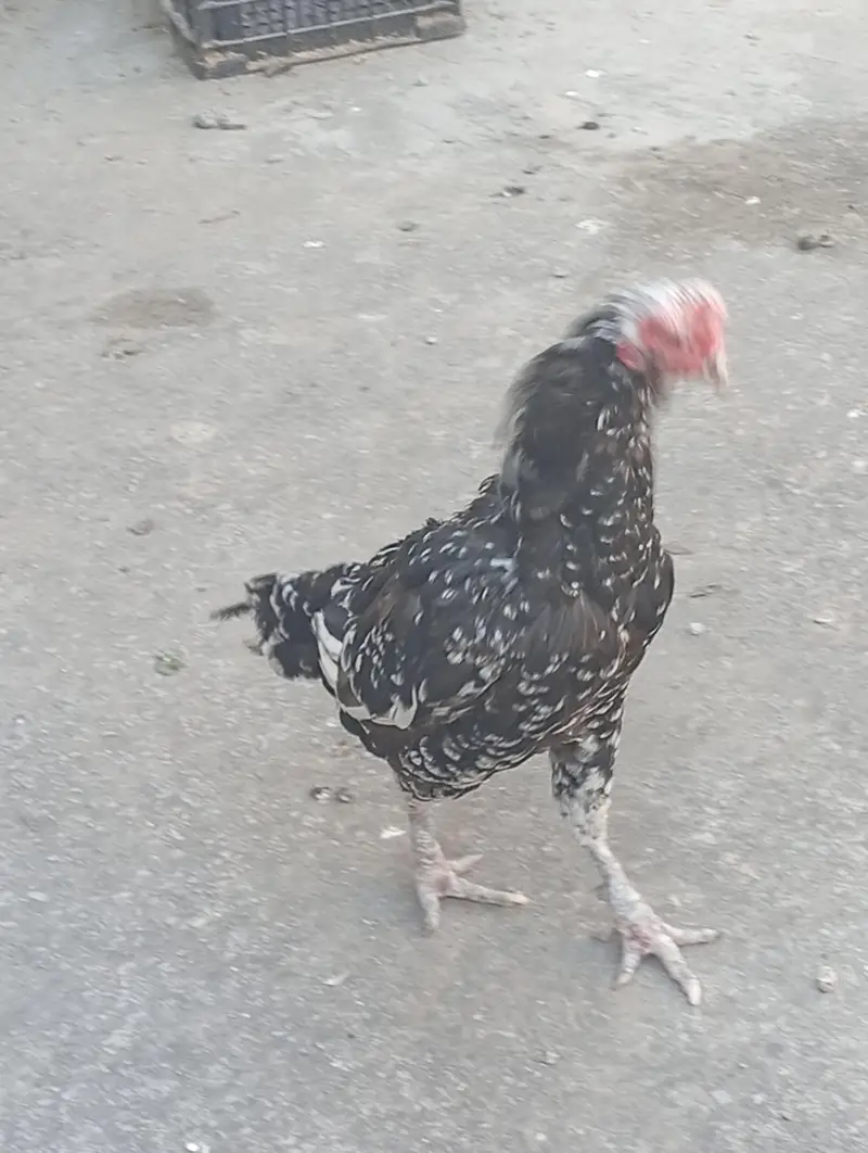Aseel Mia wali Female for sale — photo 2