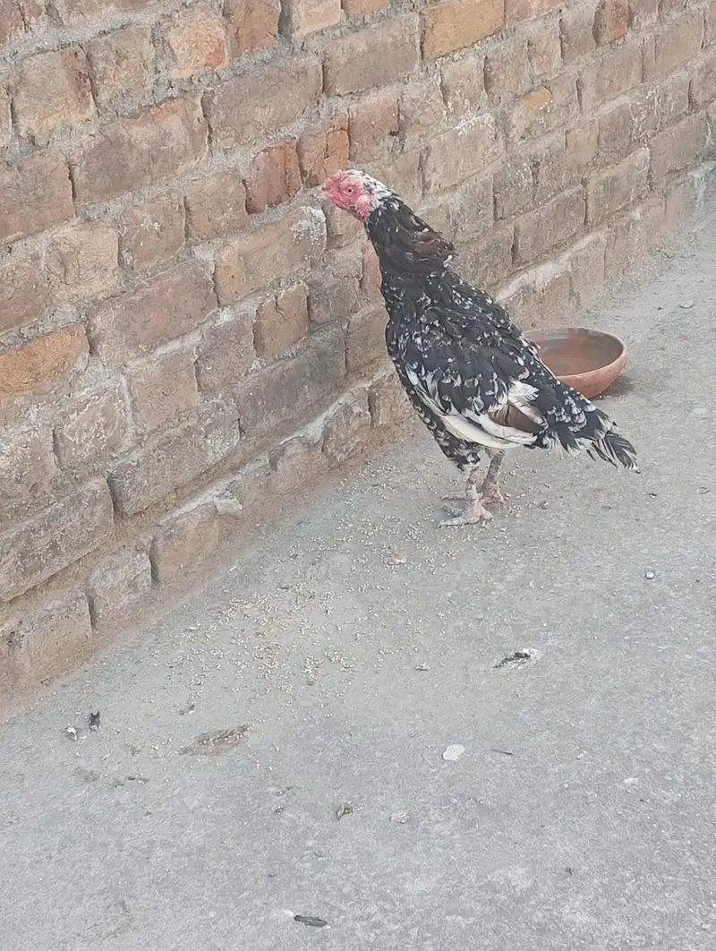 Aseel Mia wali Female for sale — photo 3