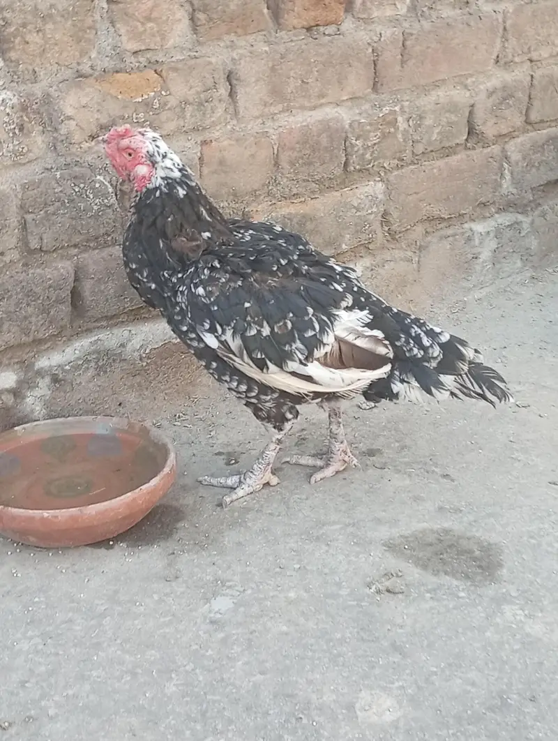 Aseel Mia wali Female for sale — photo 4
