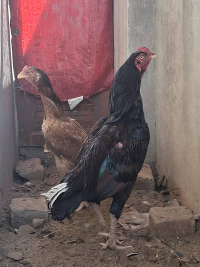 aseel for sale