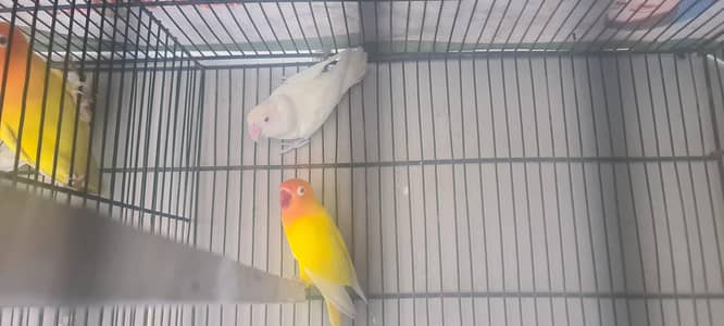 love birds 2 pair for sale