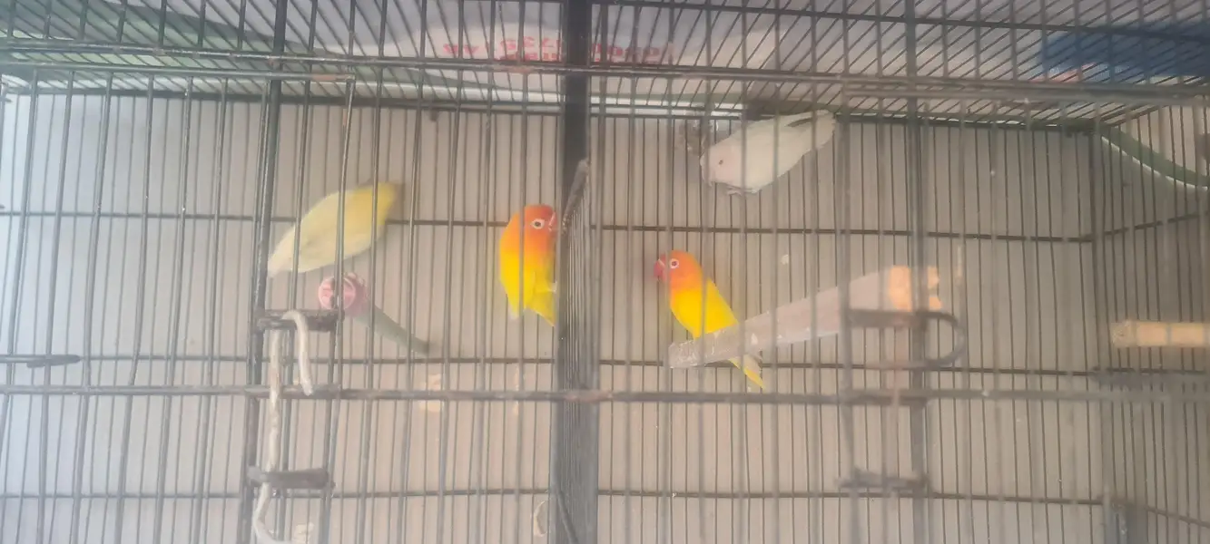 love birds 2 pair for sale — photo 2