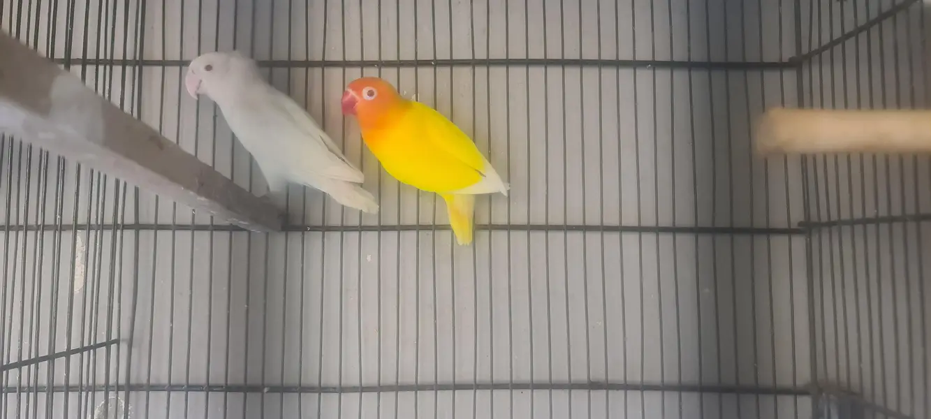 love birds 2 pair for sale — photo 3