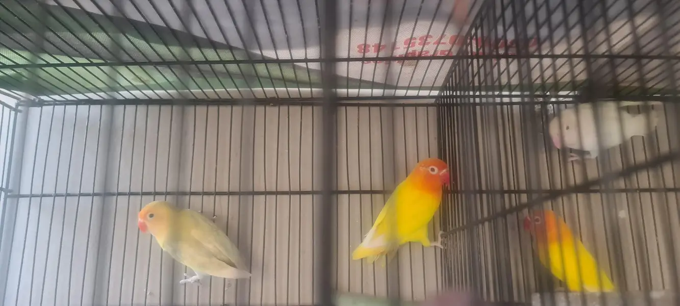 love birds 2 pair for sale — photo 4