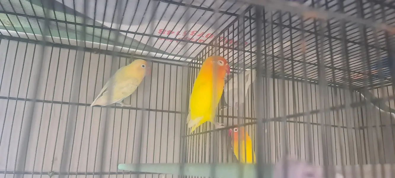 love birds 2 pair for sale — photo 5