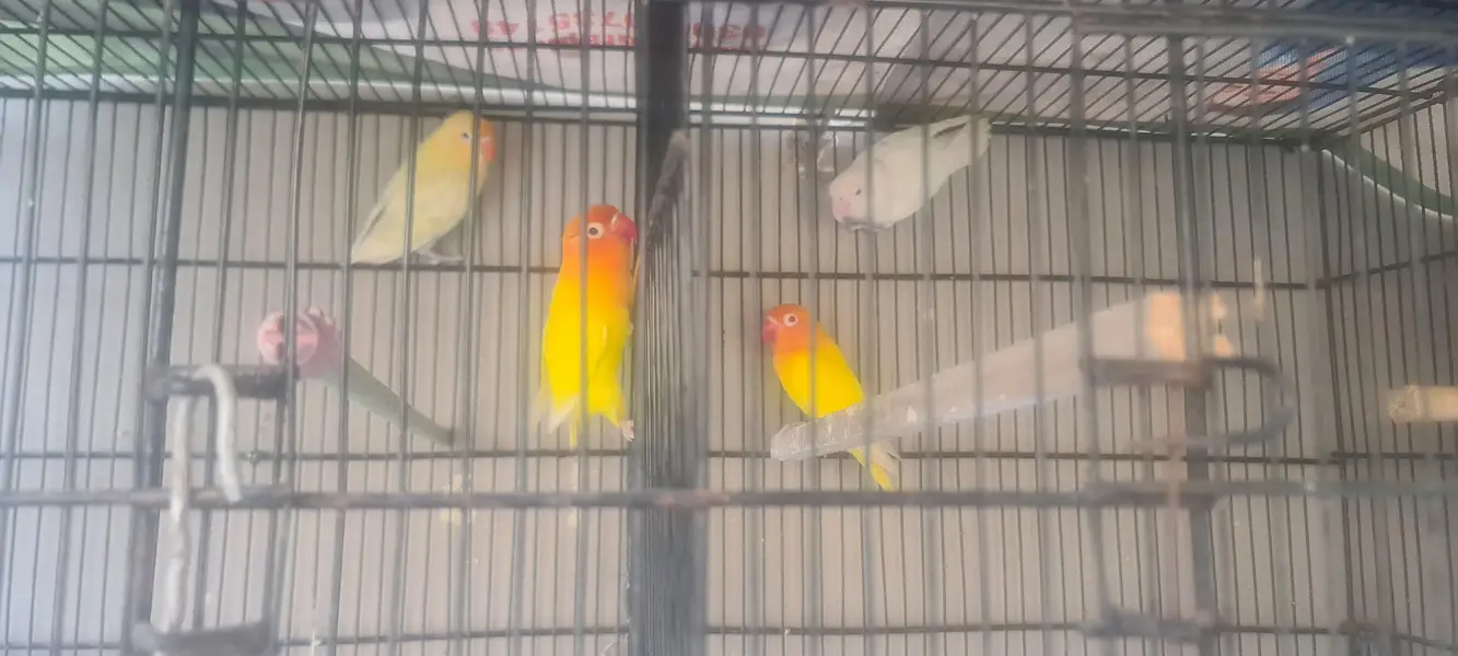 love birds 2 pair for sale — photo 6