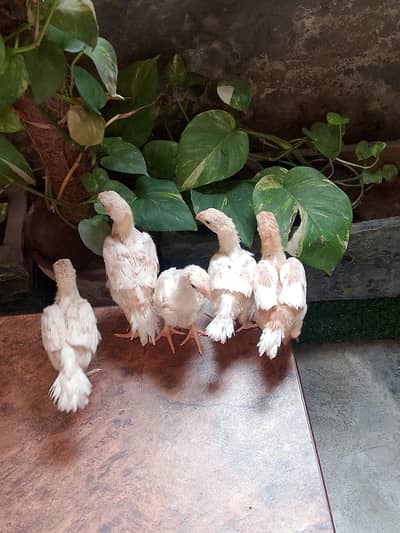 indian parrot beak long tail chicks