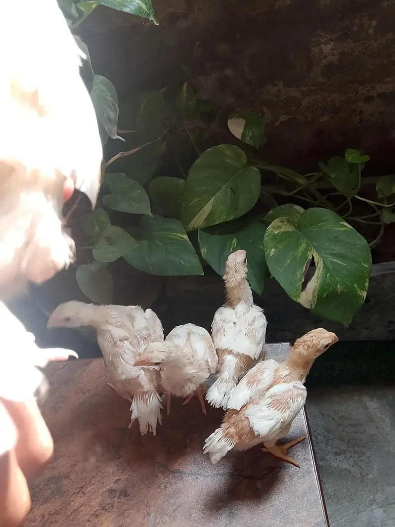 indian parrot beak long tail chicks — photo 2