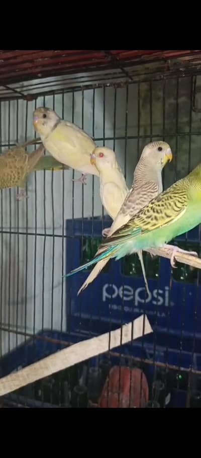 Australian parrot