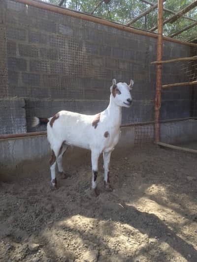 Teddy Bakra |Pure Gulabi Bakri  For Sale | Healthy & Active