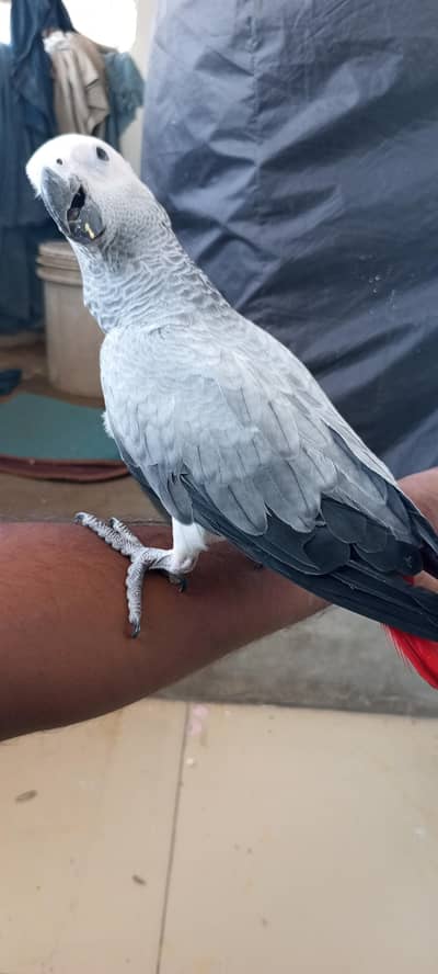 congo African grey parrot hamdtame03308453451