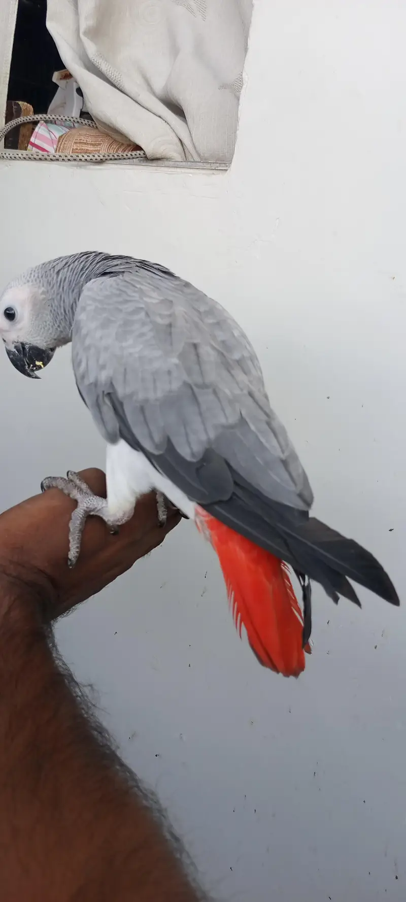 congo African grey parrot hamdtame03308453451 — photo 2