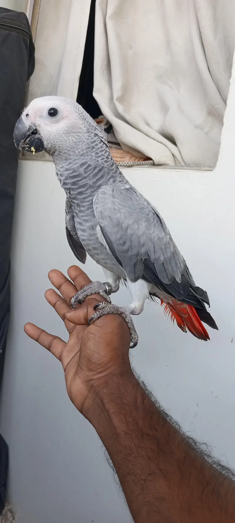 congo African grey parrot hamdtame03308453451 — photo 3