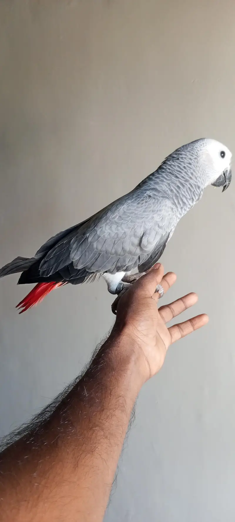 congo African grey parrot hamdtame03308453451 — photo 4