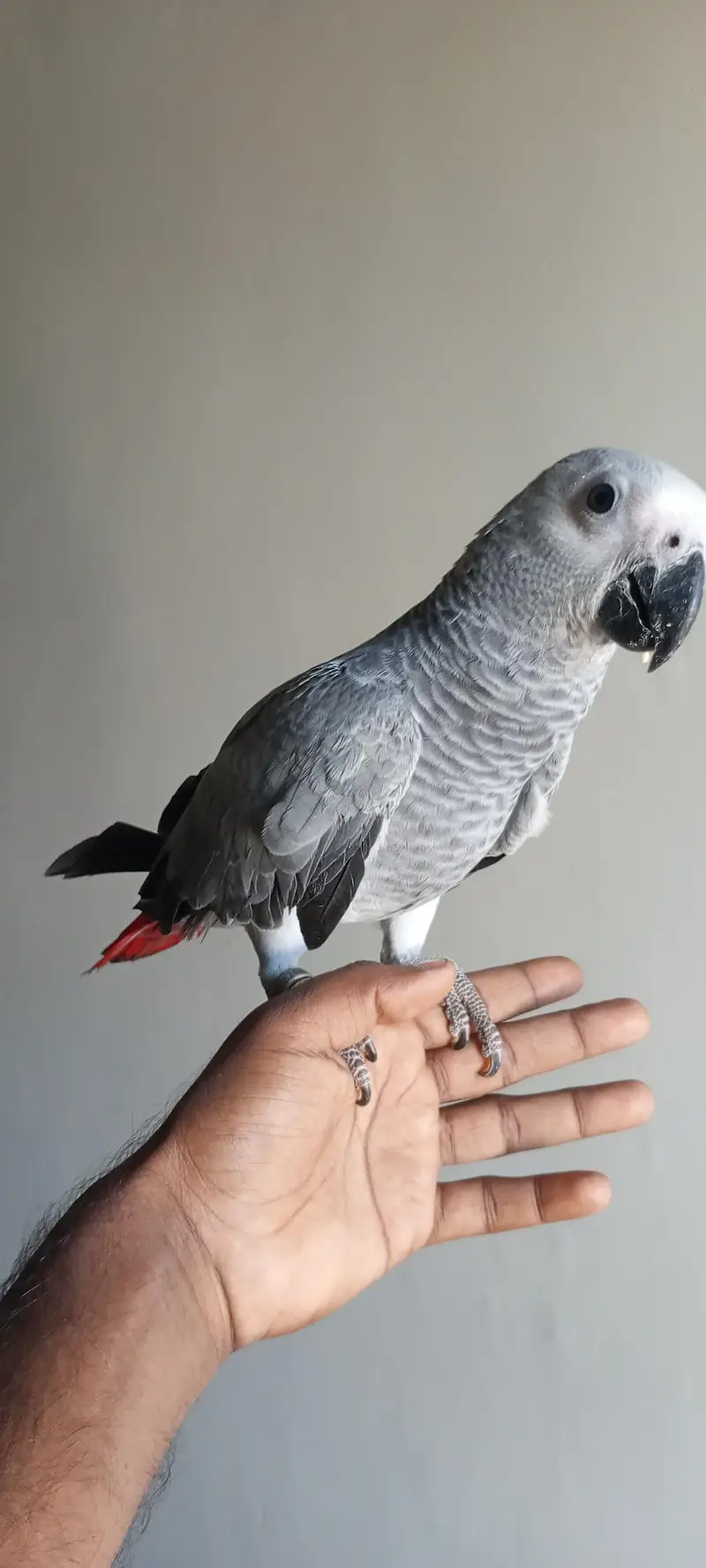 congo African grey parrot hamdtame03308453451 — photo 5