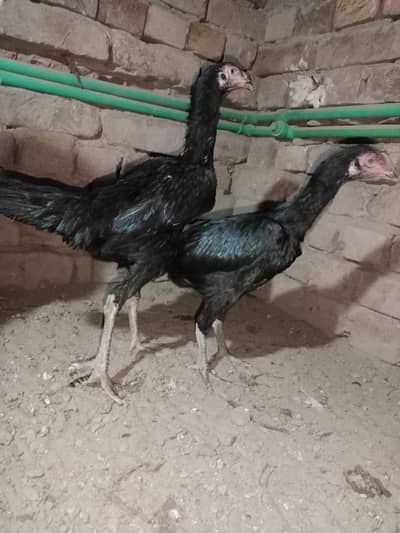 Shamo For sale