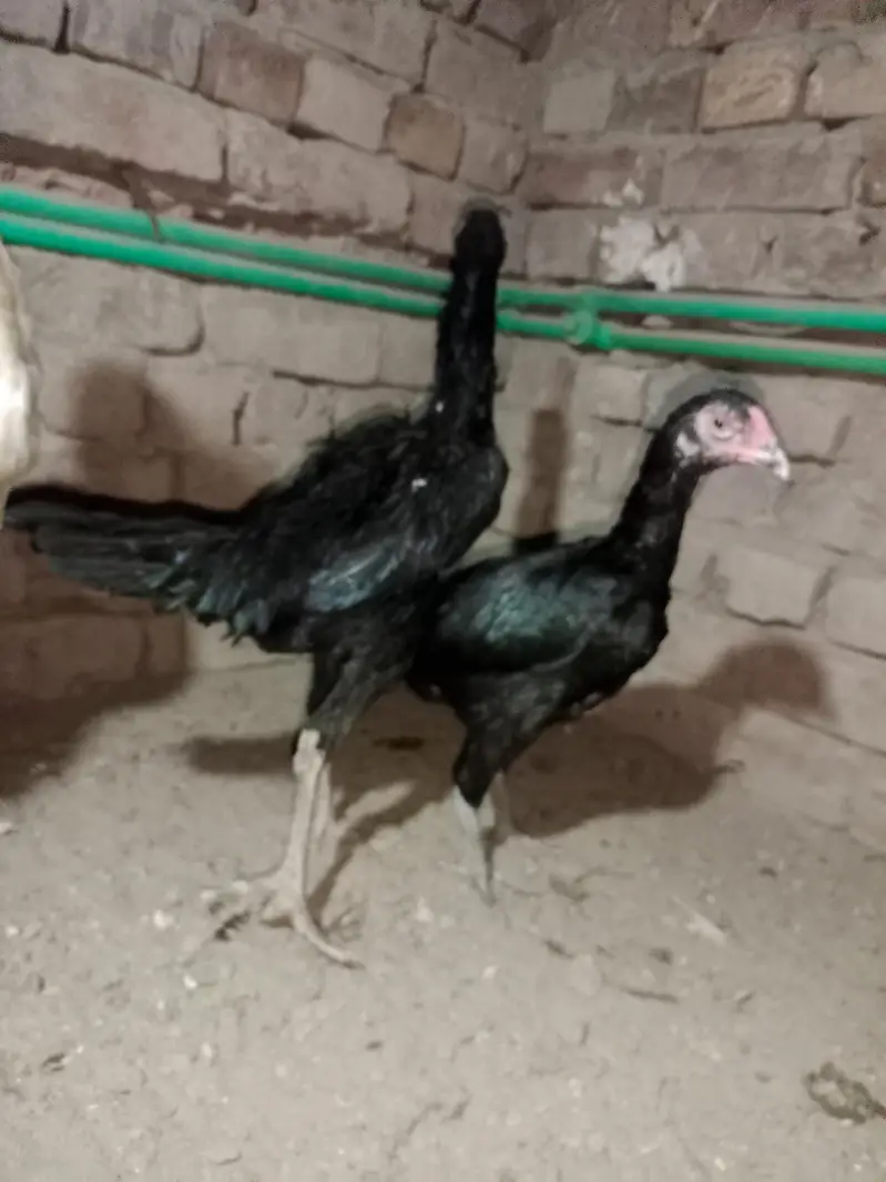 Shamo For sale — photo 2