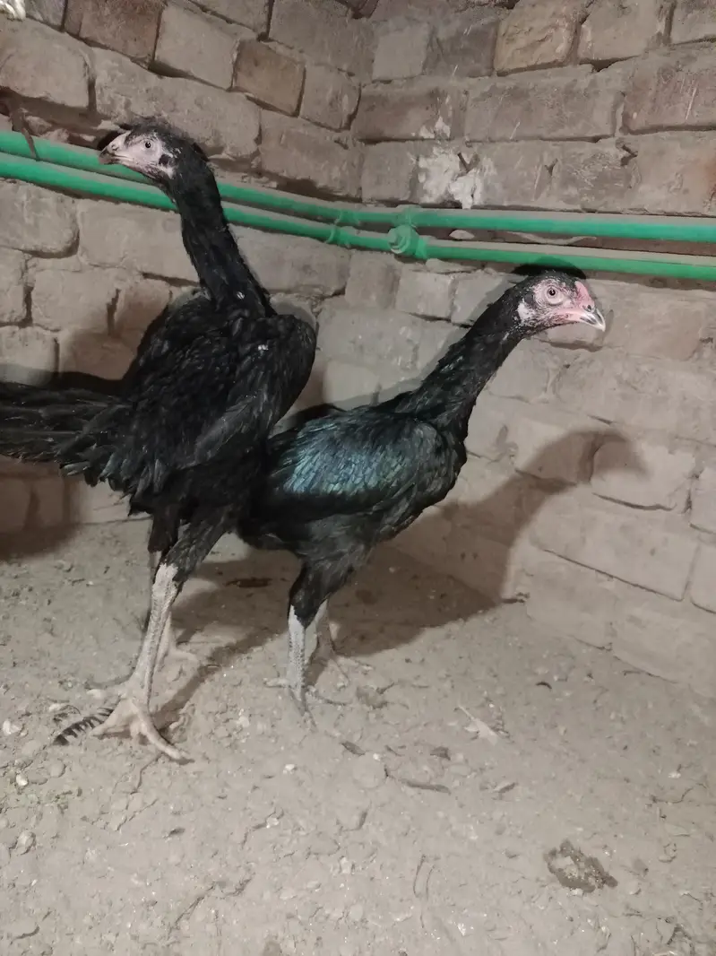 Shamo For sale — photo 3