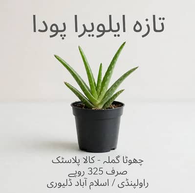 Fresh Aloe Vera Plant Small Pot -Medicinal Air Purifier & A FREE GIFT