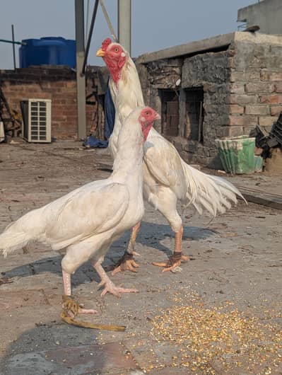 Aseel Hera Eggs