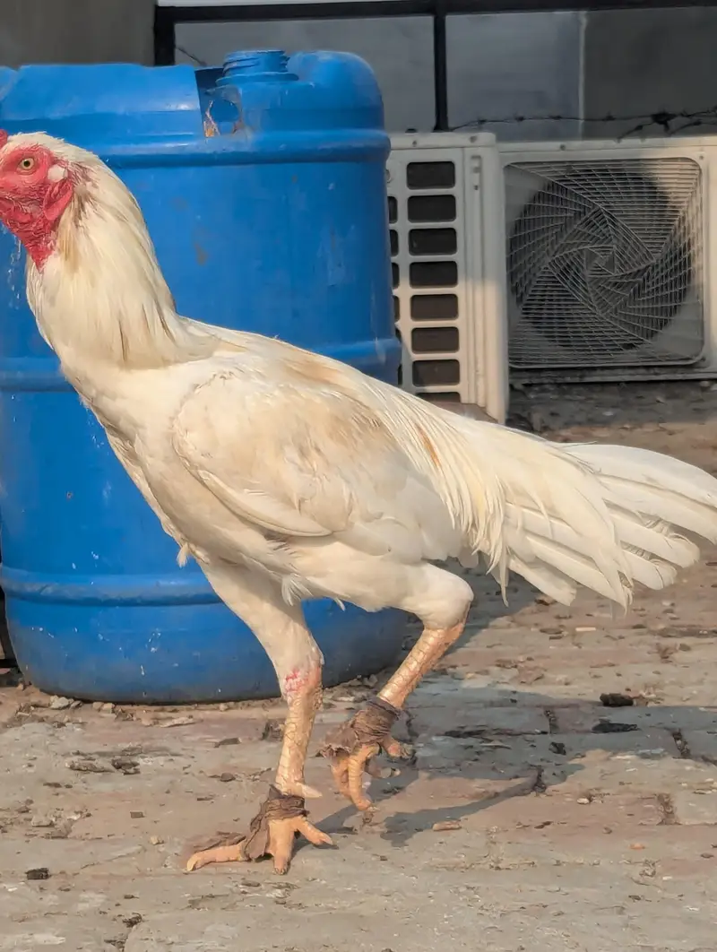 Aseel Hera Eggs — photo 2