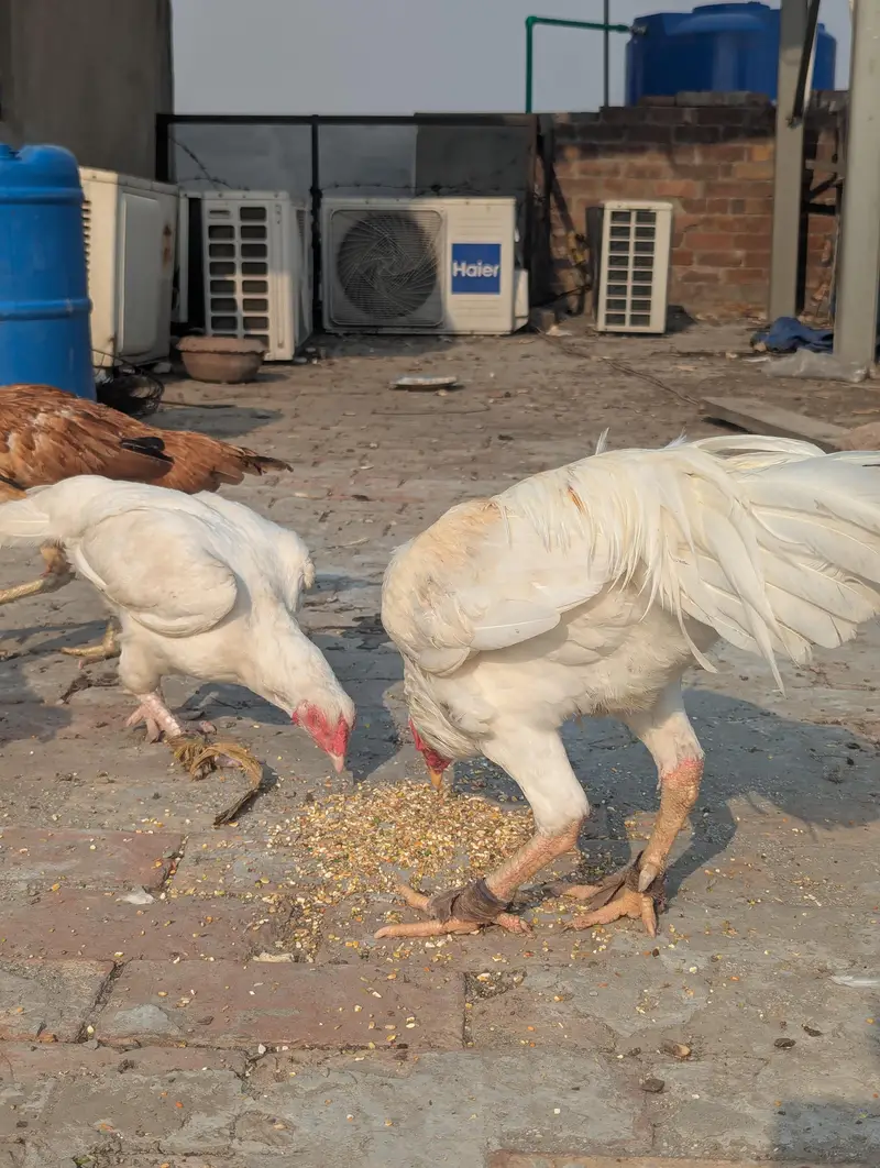 Aseel Hera Eggs — photo 3