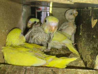 Chicks for handtame|Budgies|Australian parrots