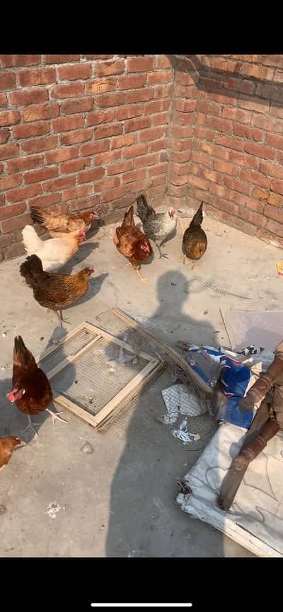 Desi murgiyan egg laying