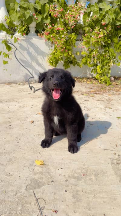 Black german shepherd puppy triple coated massive size