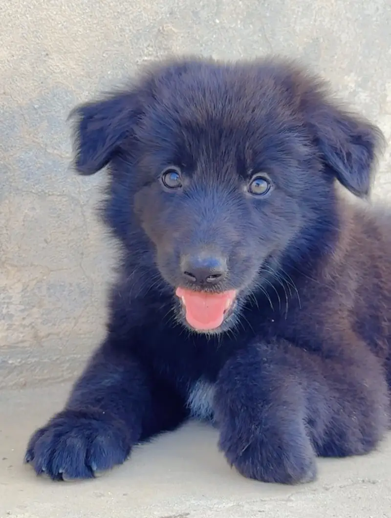 Black german shepherd puppy triple coated massive size — photo 11