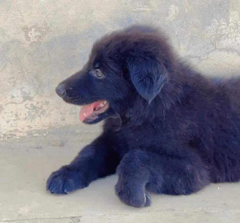 Black german shepherd puppy triple coated massive size — photo 2