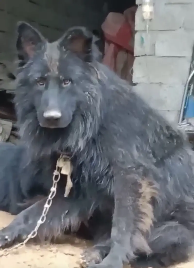 Black german shepherd puppy triple coated massive size — photo 3