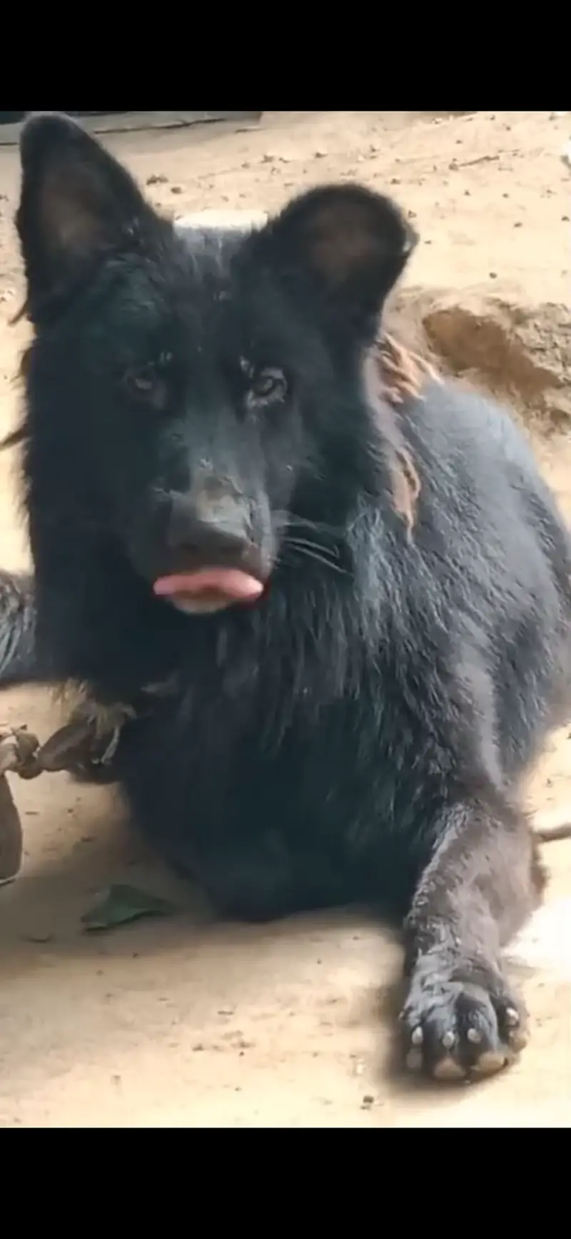 Black german shepherd puppy triple coated massive size — photo 4