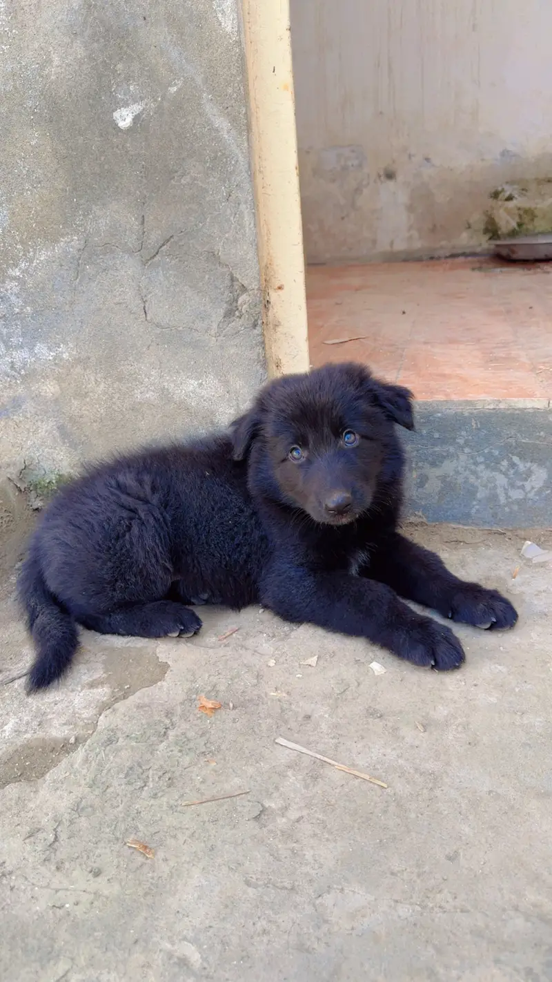 Black german shepherd puppy triple coated massive size — photo 5