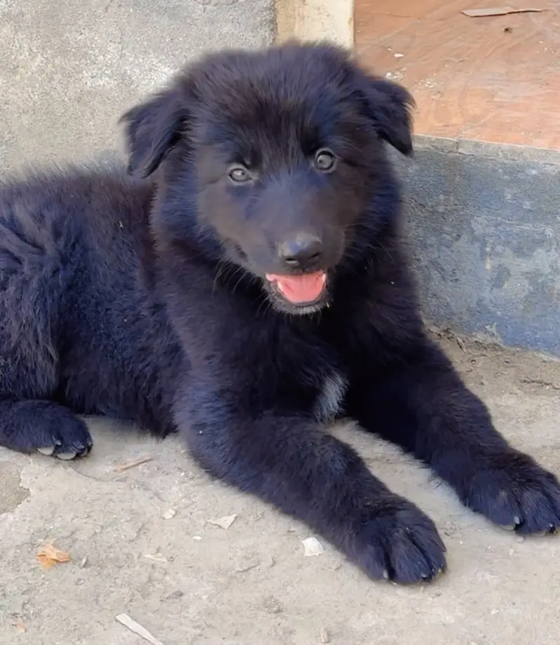 Black german shepherd puppy triple coated massive size — photo 6