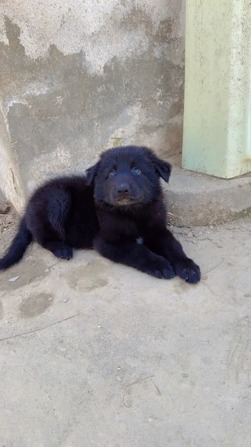 Black german shepherd puppy triple coated massive size — photo 7